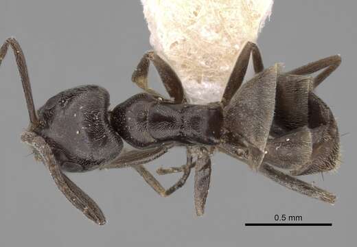 Image of Tapinoma antarcticum Forel 1904