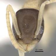 Image of Ant