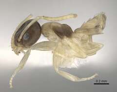 Image of Ant