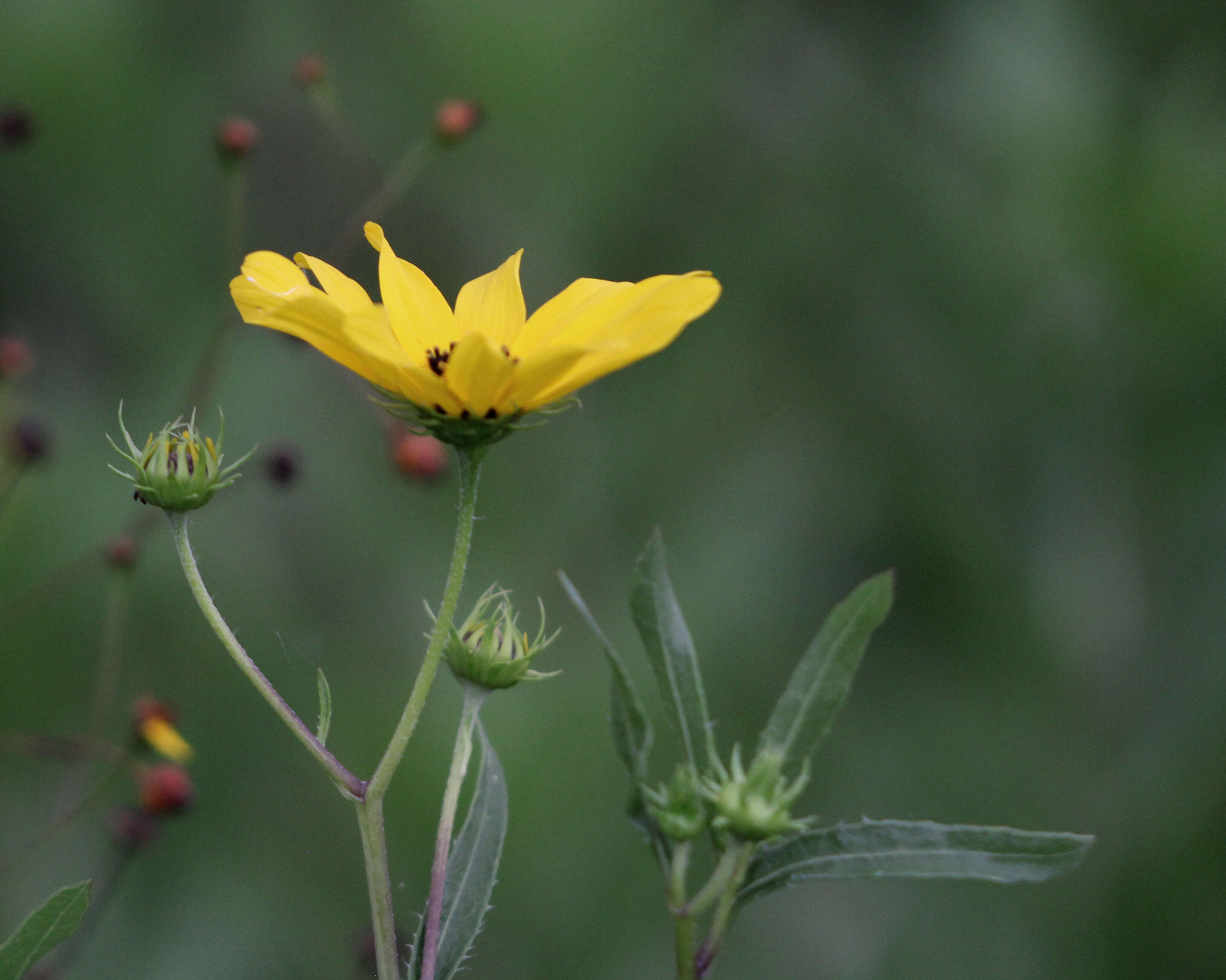 Image de Helianthus agrestis Pollard