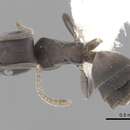 Image of Tapinoma opacum Wheeler & Mann 1914
