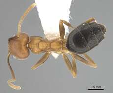 Image of Technomyrmex hostilis