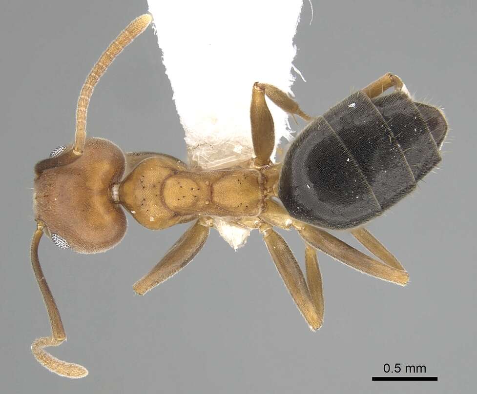 Image of Technomyrmex hostilis