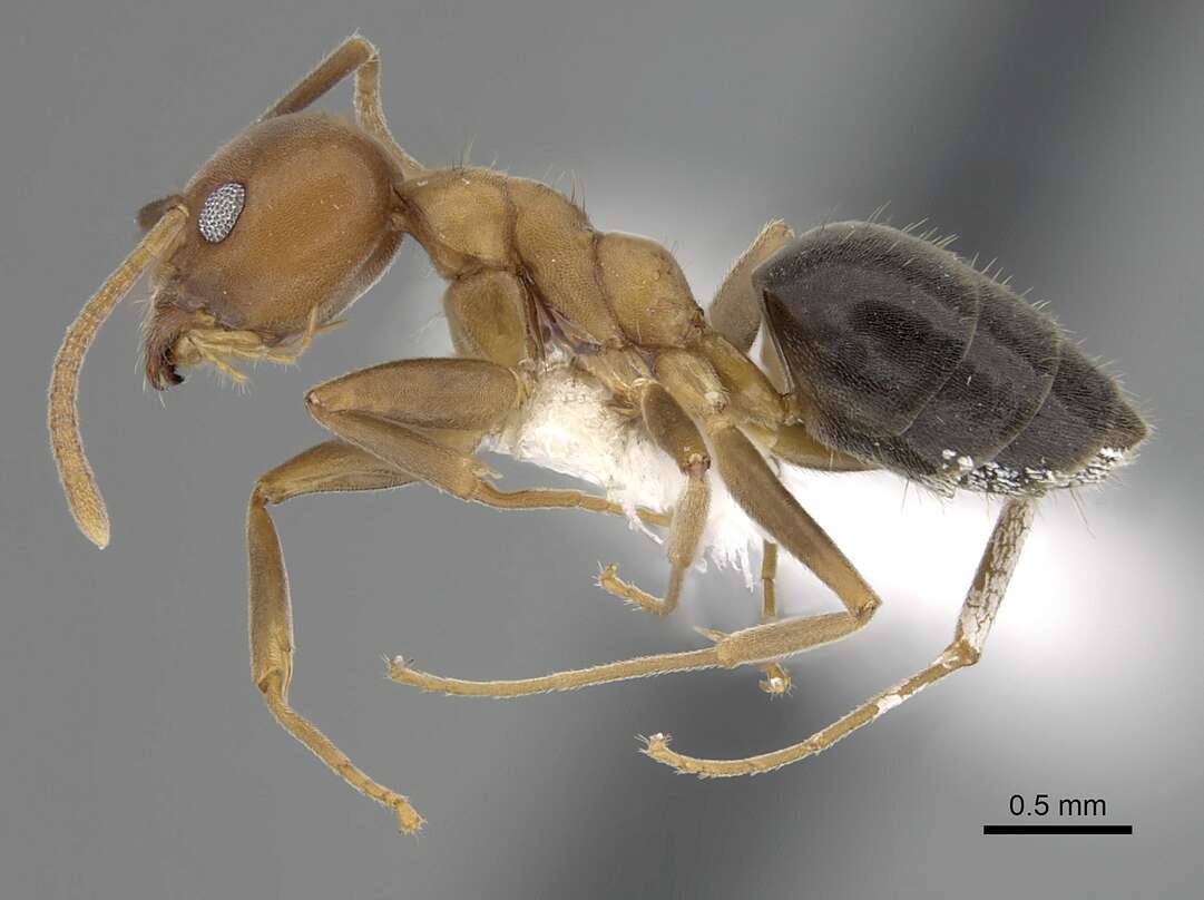 Image of Technomyrmex hostilis