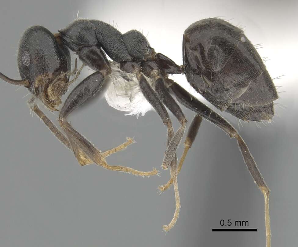 Image of Odorous Ants