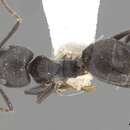 Image of Technomyrmex modiglianii Emery 1900