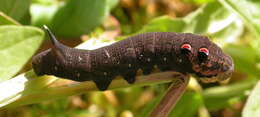 Image of elephant hawk-moth