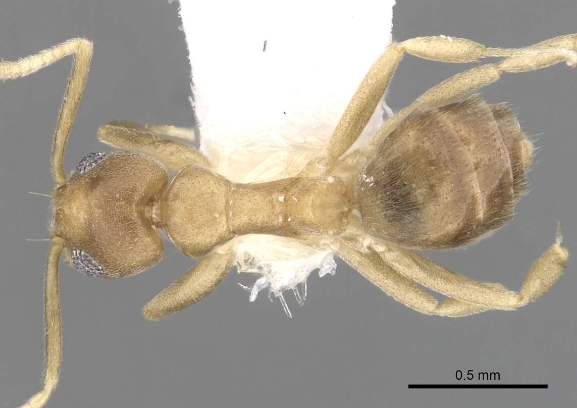 Technomyrmex parviflavus resmi