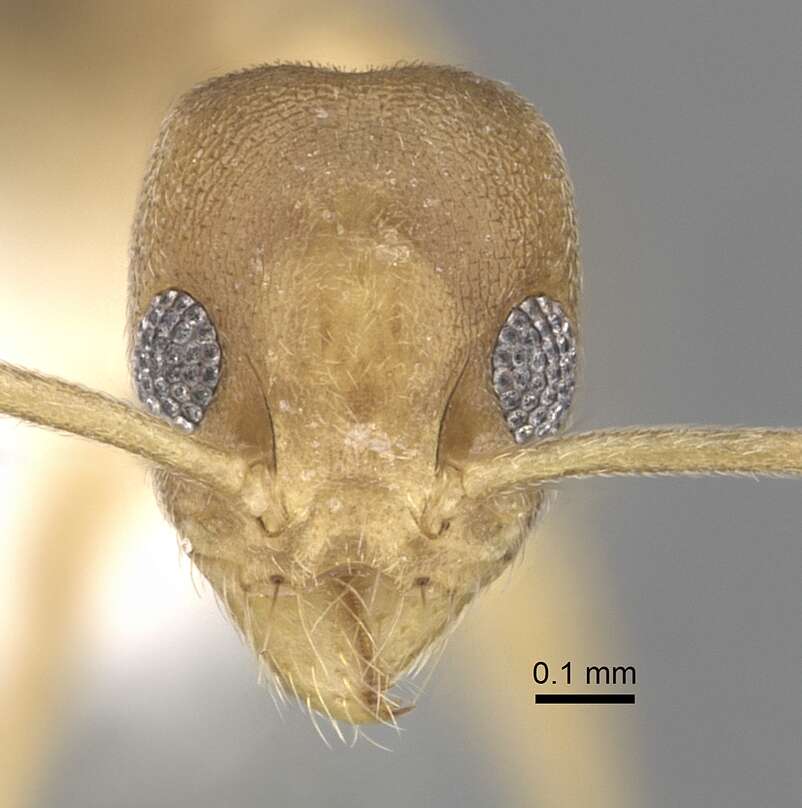 Technomyrmex parviflavus resmi