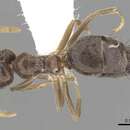 Image of Technomyrmex pratensis (Smith 1860)