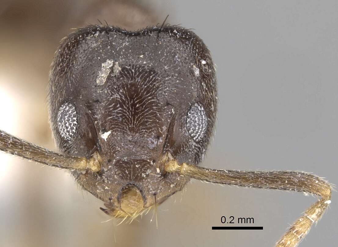 Technomyrmex pratensis (Smith 1860) resmi