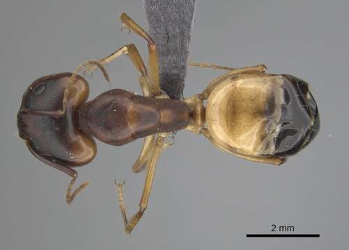 Image of Camponotus atlantis Forel 1890