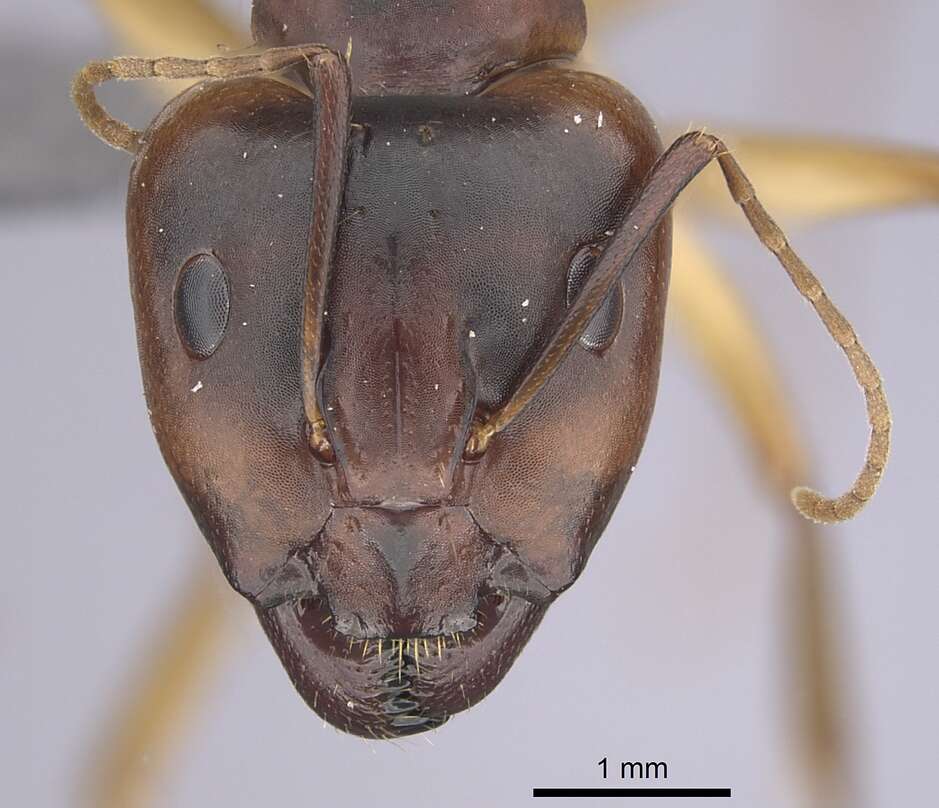 Image of Camponotus atlantis Forel 1890