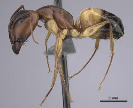 Image of Camponotus atlantis Forel 1890