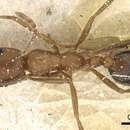 Monomorium phoenicum Santschi 1927的圖片