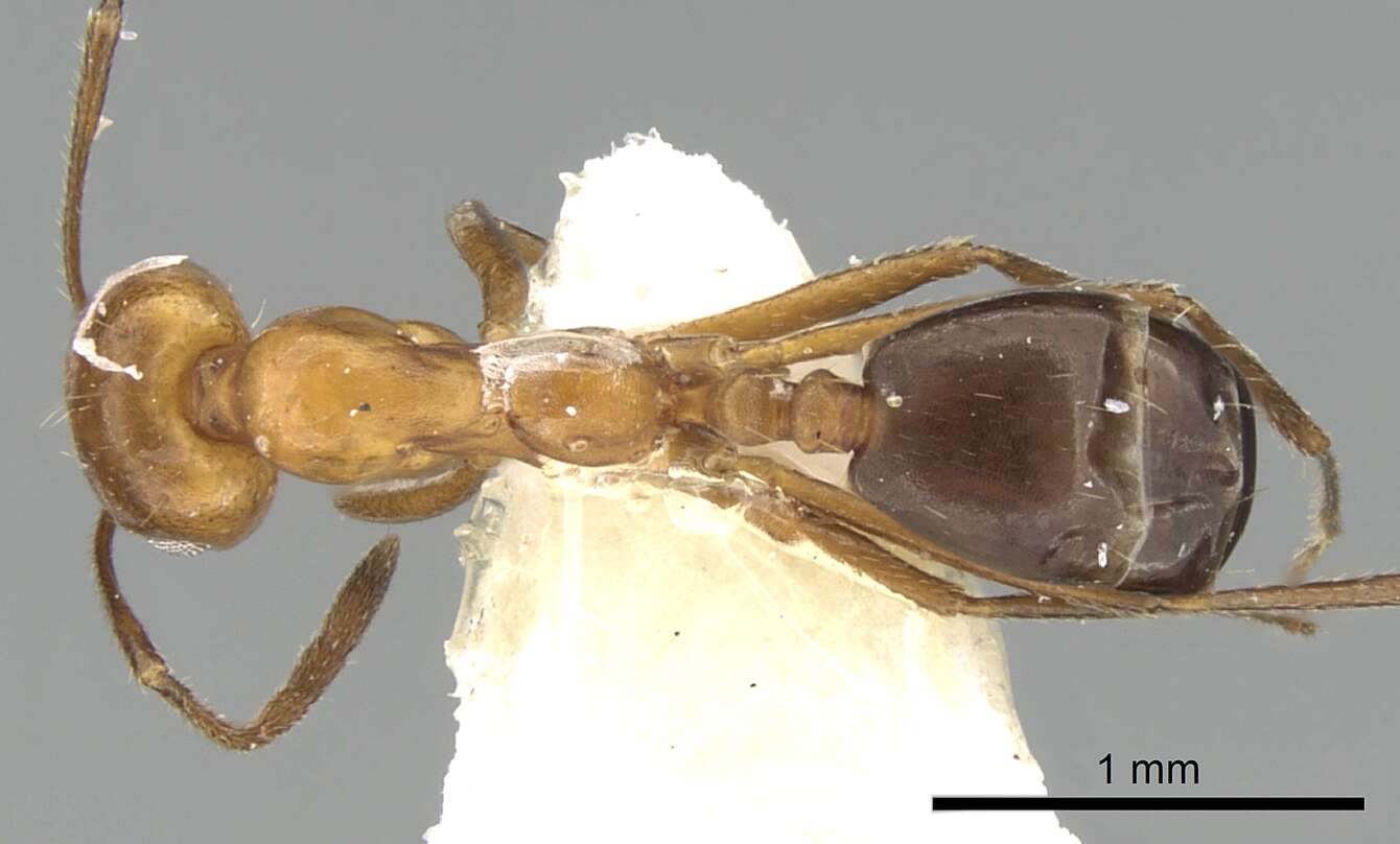 Image of Monomorium