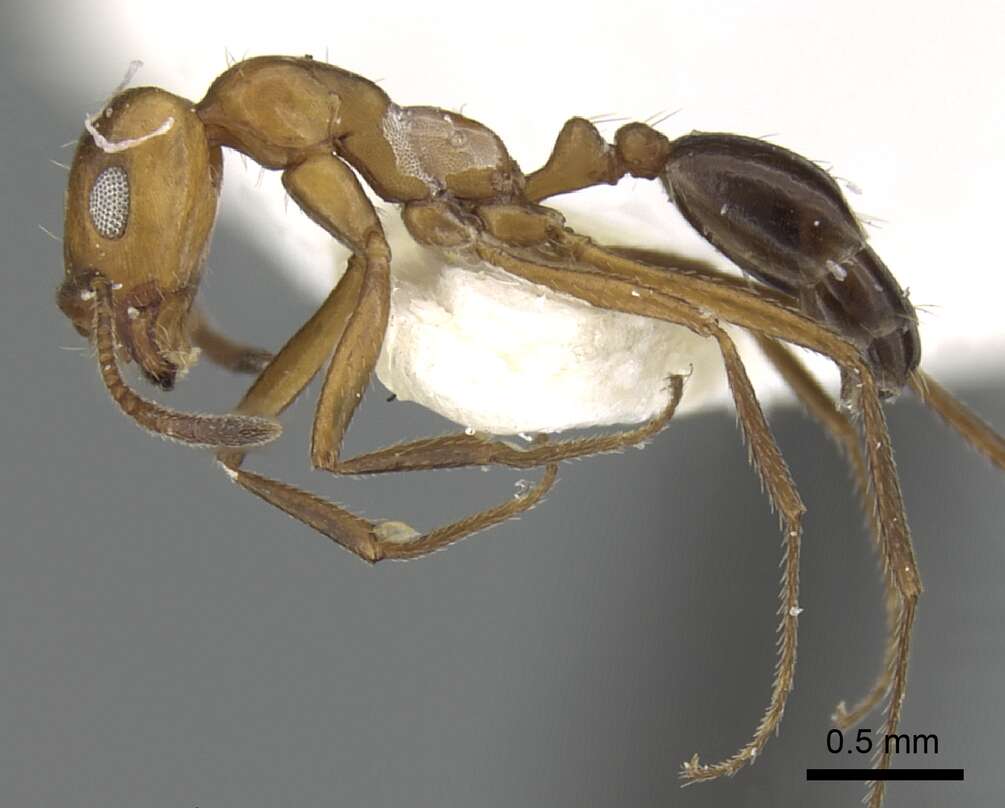 Image of Monomorium