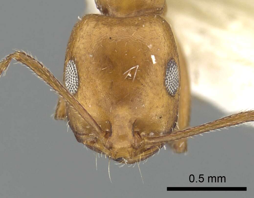 Image of Monomorium