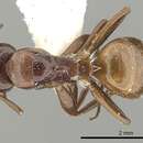 Image de Camponotus fayfaensis Collingwood 1985