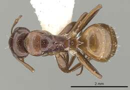 Image de Camponotus fayfaensis Collingwood 1985