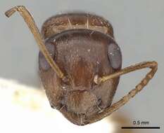 Image de Camponotus fayfaensis Collingwood 1985