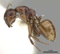 Image de Camponotus fayfaensis Collingwood 1985