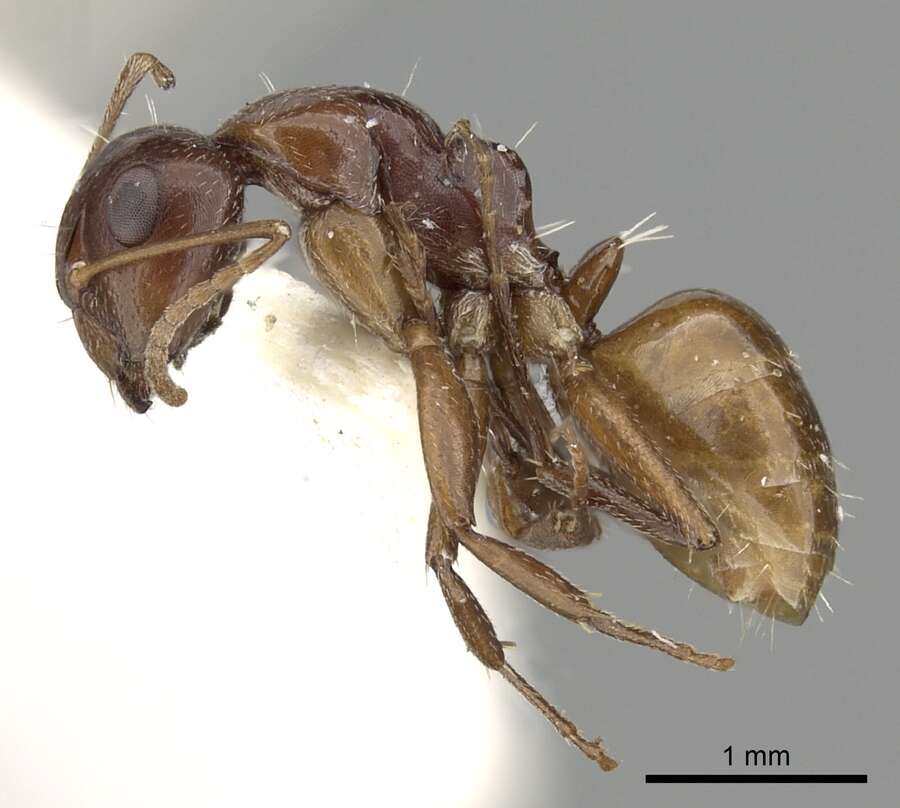 Image de Camponotus fayfaensis Collingwood 1985