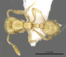 Image of Solenopsis abdita Thompson 1989