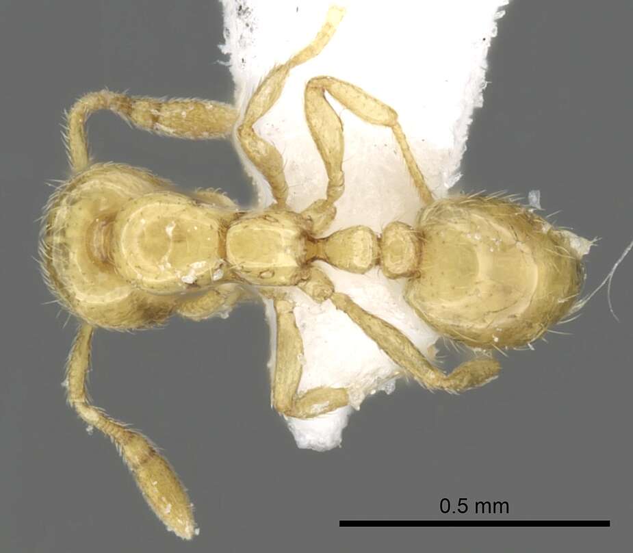 Image of Solenopsis abdita Thompson 1989