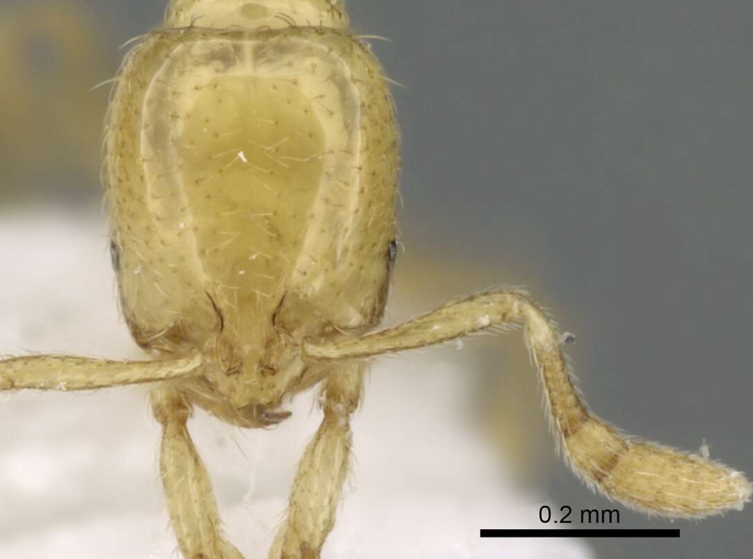 Image of Solenopsis abdita Thompson 1989