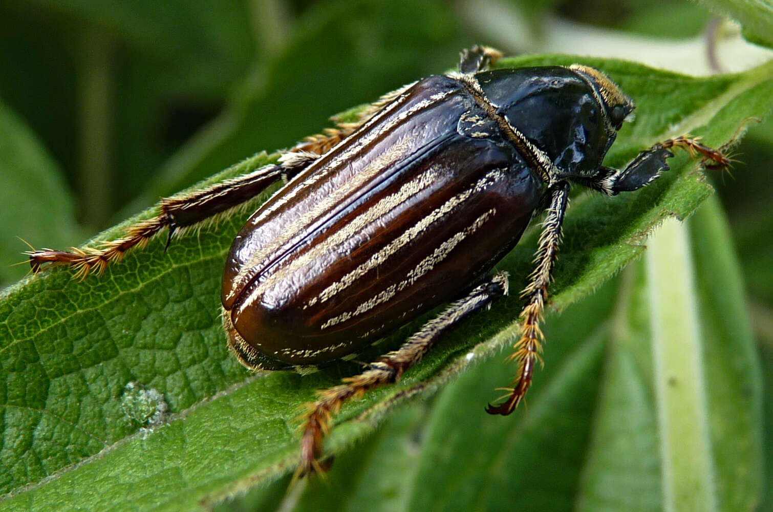 Image of <i>Ancistrosoma klugii</i> Curtis 1835