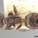 Image of Crematogaster antaris Forel 1894