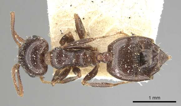 Image of Crematogaster antaris Forel 1894