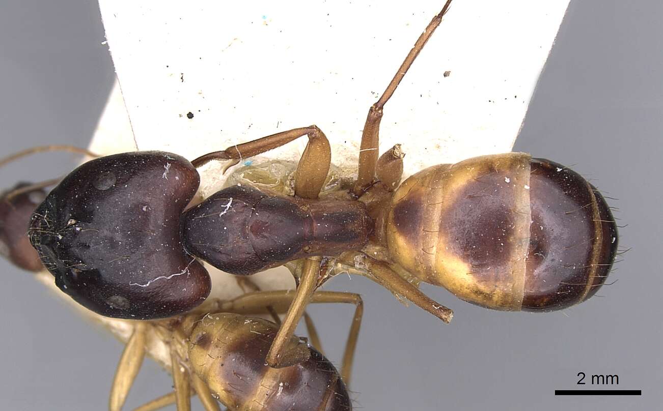 صورة Camponotus sanctus Forel 1904