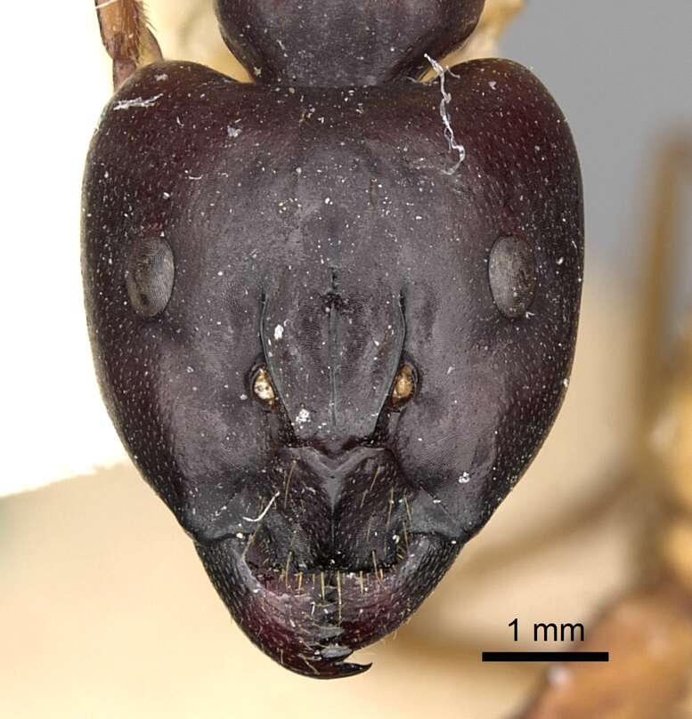 صورة Camponotus sanctus Forel 1904