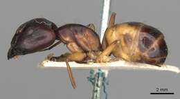 صورة Camponotus sanctus Forel 1904