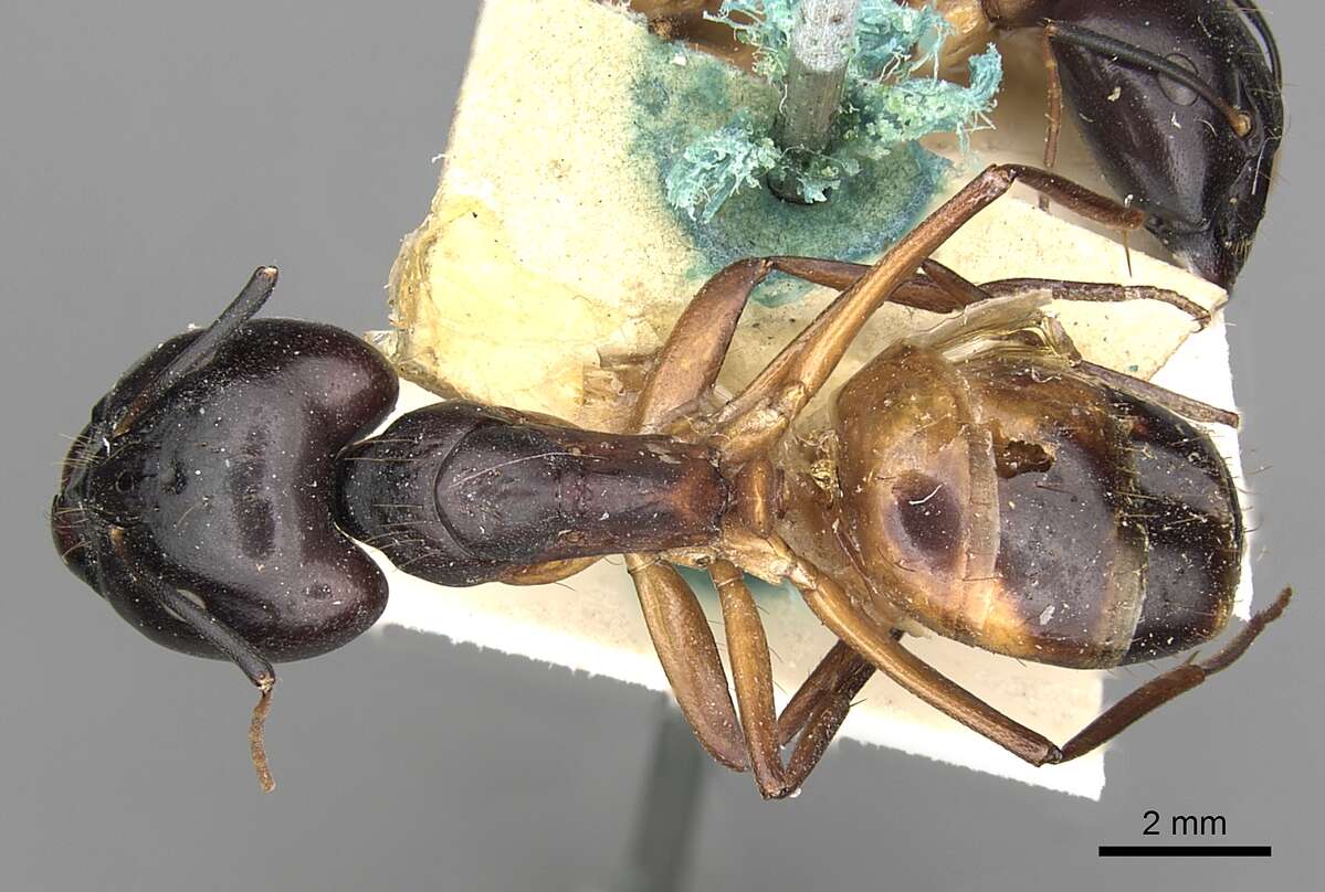 صورة Camponotus sanctus Forel 1904