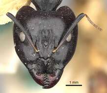 صورة Camponotus sanctus Forel 1904