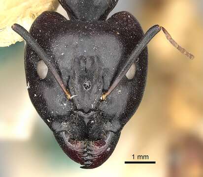 Image of Camponotus sanctus Forel 1904