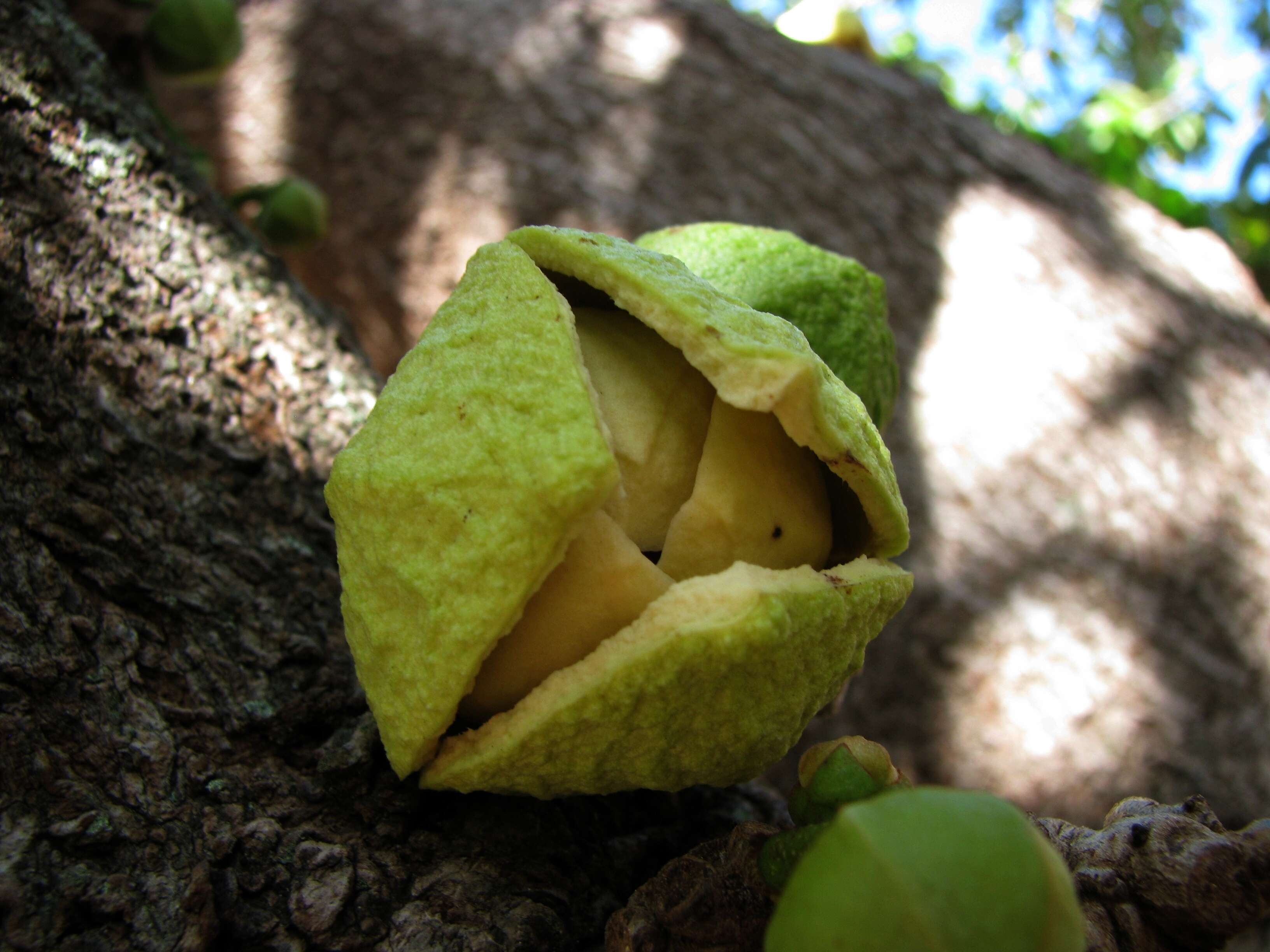 Image of soursop