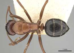 Image of Camponotus vogti Forel 1906