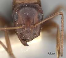 Image of Camponotus vogti Forel 1906