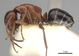 Image of Camponotus vogti Forel 1906