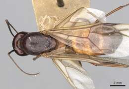 Imagem de Camponotus oasium Forel 1890