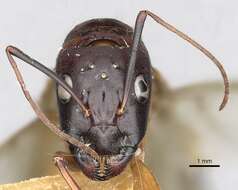 Imagem de Camponotus oasium Forel 1890