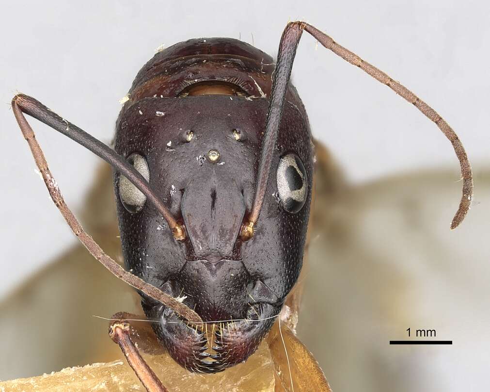 Plancia ëd Camponotus oasium Forel 1890