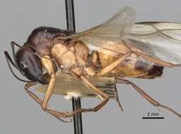 Plancia ëd Camponotus oasium Forel 1890