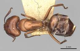 Image of Camponotus alii Forel 1890