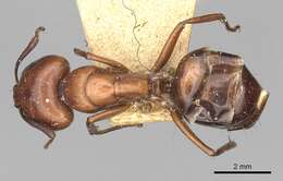 Plancia ëd Camponotus alii Forel 1890