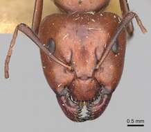 Imagem de Camponotus alii Forel 1890